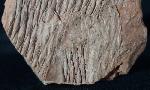 Sigillaria sp. BRONGNIART 1822 - Bild &copy; FossNet FossilienStore